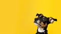 A protrait of cute dog on color background