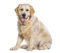 Protrait of a Golden retriever sitting, Panting, and looking at the camera isolated on white Royalty Free Stock Photo