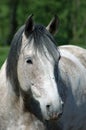 Protrait of a white horse Royalty Free Stock Photo