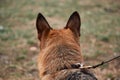 Protruding large dog ears and fluffy shaggy well groomed hair on head, rear view. Portrait of German Shepherd black and red color