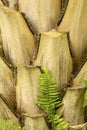 Protruding leaf bases on the trunk of a palm tree. Royalty Free Stock Photo