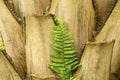 Protruding leaf bases on the trunk of a palm tree. Royalty Free Stock Photo