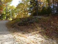 Protruding rock with dead leaves