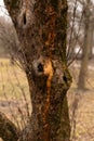 protrusions on the bark of a tree