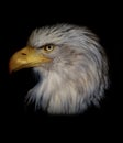 Proud american bald eagle Haliaeetus albicilla
