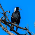 Proud Australian Magpie bird in the tree in front of clear blue sky