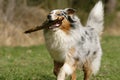 Proud Australian shepherd dog
