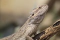 Proud Bearded Dragon Royalty Free Stock Photo