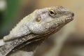 Proud Bearded Dragon Royalty Free Stock Photo