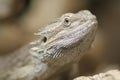 Proud Bearded Dragon Royalty Free Stock Photo