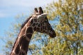 Proud beautiful giraffe