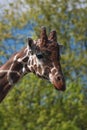 Proud beautiful giraffe