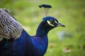 Peacock beauty portrait closeup with blue feathers and beautiful headdress