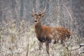 Proud Biennial Deer, Bialowieza Forest, Belarus. Autumn Wildlife Image Royalty Free Stock Photo