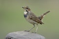 Proud bird on the rock over fine green background in nature, happy wild animal