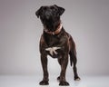 Proud black boxer wearing a brown spiked collar standing