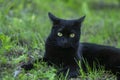 Proud black cat hunter, dead mouse in the grass, happy dark beast Royalty Free Stock Photo