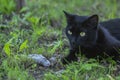 Proud black cat hunter, dead mouse in the grass, happy dark beast Royalty Free Stock Photo