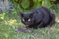 Proud black cat hunter, dead mouse in the grass, happy dark beast Royalty Free Stock Photo