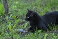 Proud black cat hunter, dead mouse in the grass, happy dark beast Royalty Free Stock Photo