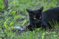 Proud black cat hunter, dead mouse in the grass, happy dark beast Royalty Free Stock Photo