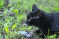 Proud black cat hunter, dead mouse in the grass, happy dark beast Royalty Free Stock Photo