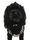 Black poodle dog