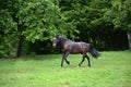 Proud black stallion run free in meadow Royalty Free Stock Photo