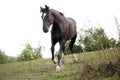 Proud black warmblood stallion run free in meadow Royalty Free Stock Photo