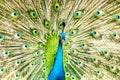 Proud blue peacock showing beautiful feathers. Royalty Free Stock Photo