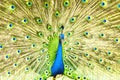 Proud blue peacock showing beautiful feathers. Royalty Free Stock Photo