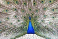 Proud blue peacock showing beautiful feathers / peacock spreading its tail Royalty Free Stock Photo