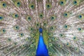 Proud blue peacock showing beautiful feathers Royalty Free Stock Photo