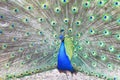 Proud blue peacock showing beautiful feathers Royalty Free Stock Photo