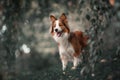 Proud border collie dog