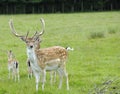 Proud Buck Fallow Deer Royalty Free Stock Photo