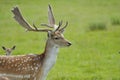 Proud Buck Fallow Deer Royalty Free Stock Photo