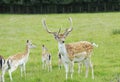 Proud Buck Fallow Deer Royalty Free Stock Photo