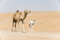 Proud camel mother walking with her baby.