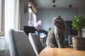 Proud cat sitting on the table. British shorthair breed Royalty Free Stock Photo
