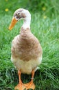 Proud Cheeky Juvenile Duck Royalty Free Stock Photo