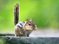 The Proud Chipmunk Royalty Free Stock Photo