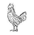 Proud retro tattoo style Chicken