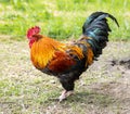 Colorful Rooster on grass