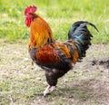 Colorful Rooster on grass