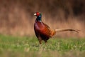 Proud common pheasant male standing on meadow in autumn. Royalty Free Stock Photo