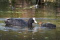 Proud Coot feeding her chick Royalty Free Stock Photo
