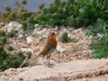 Proud Cute small bird with orange breastEuropean Robin redbreast Royalty Free Stock Photo