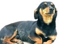 Proud Dachshund poses for the camera. Isolated. Royalty Free Stock Photo