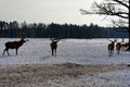 A proud deer with large antlers looks into the camera. Deer in the snow.